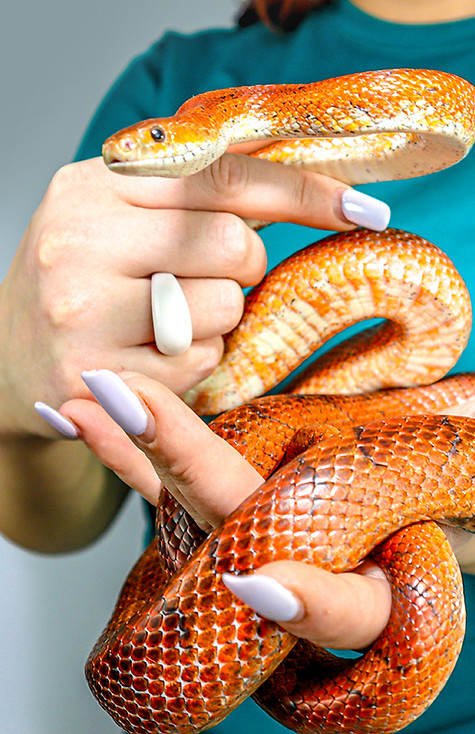 A ZooLab Ranger holds a corn snake