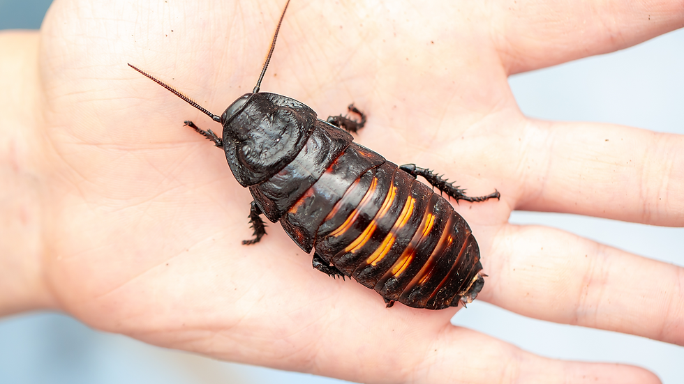 A large, dark brown Madagascar hissing cockroach with orange bands rests on a person's open palm against a light background.