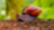 Giant African land snail
