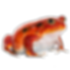 A tomato frog.