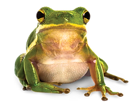 White's tree frog.