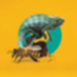 BIOMETRICS AND AMAZING ADAPTATIONS.jpg
