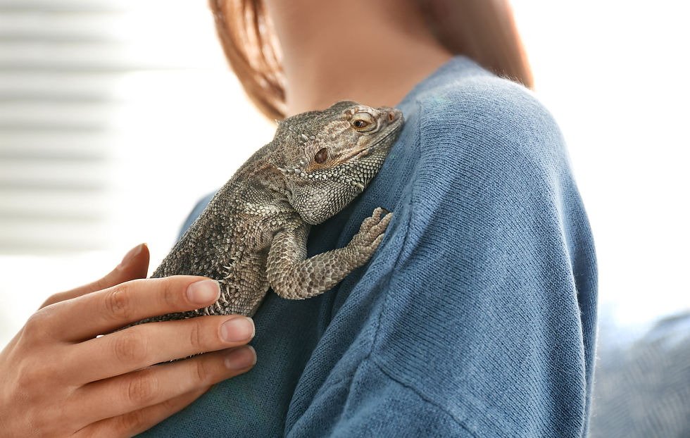Person in a blue sweater gently holds a bearded dragon on their shoulder against a bright indoor background.