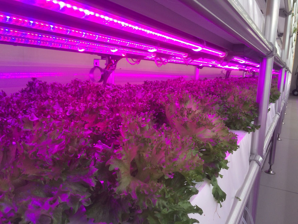 Indoor Farm with RB-LED