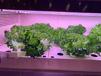 プラントセラーで育つ野菜