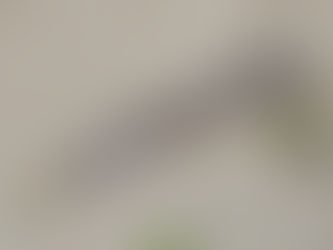 Con bề bề là gì? Giá bao nhiêu 1kg? Mua ở đâu chất lượng tại Đà Nẵng?
