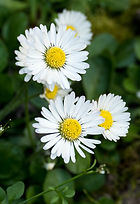 3-mardi_P1250546-2.JPG
