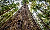 redwoods.jpeg