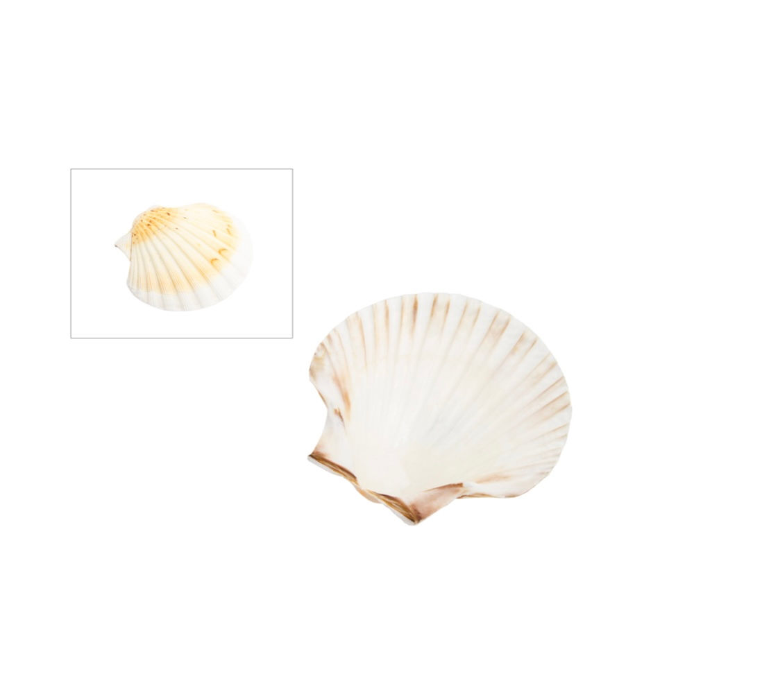 concha vieira batismo