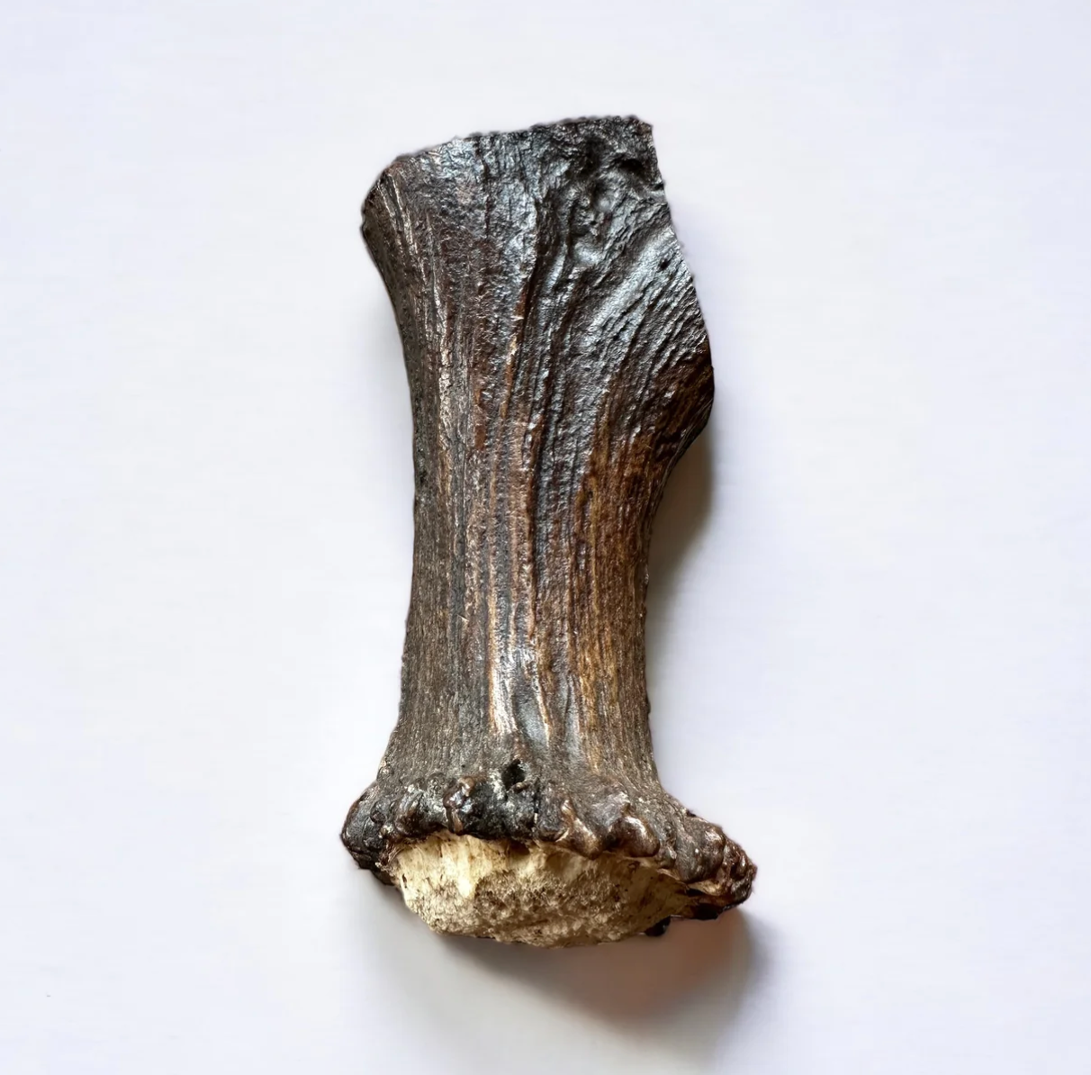 Moose Antler Base Dog Chew