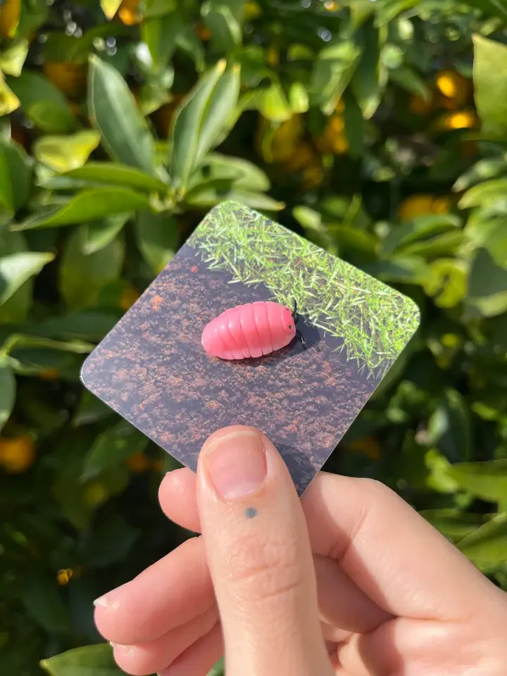 Thumbnail: Ispod Stud Pins | Altar Ware Clay | Insect Bug | Unique Bug-Themed HandmadeGifts