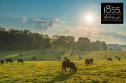 What makes our 1855 USDA Prime Angus Bee