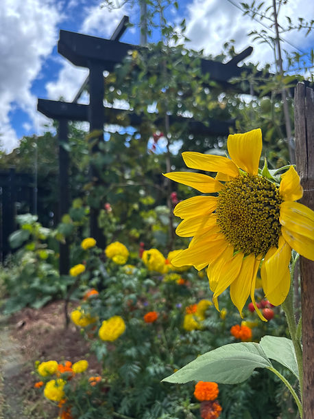 sunflower in a spray-free garden