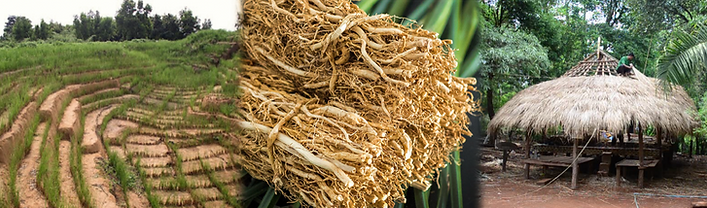vetiver.png