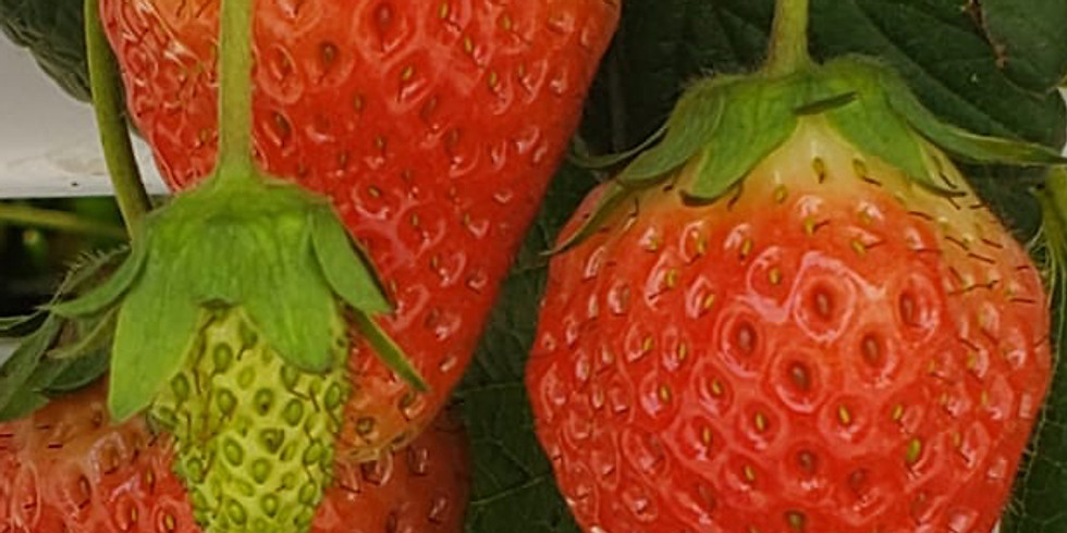 「堅FUN享」士多啤梨收成日 K-FunShare: Strawberry Harvest Day