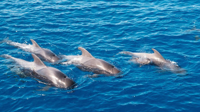 Pilot-whales-Tenerife-Spain-900x506.jpeg