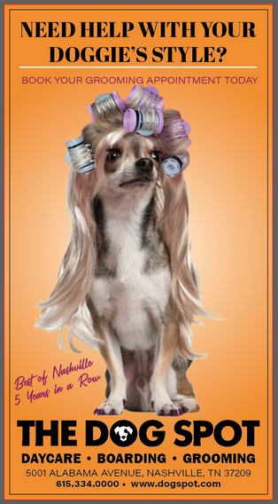 orange gradient background with a chihuahua wearing a blone wig with rollers in it. Text: Need help with your doggie's style ?