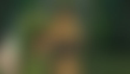 Field Note #11: Bullies and Heroes