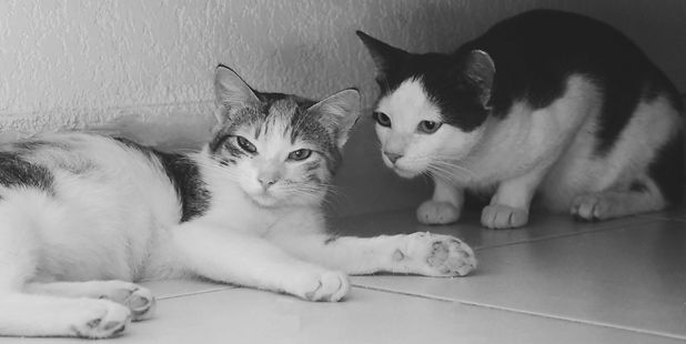 Atom & Feli.jpg