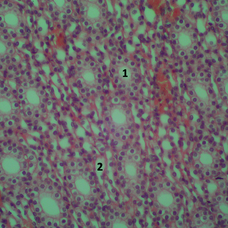 Medular rim