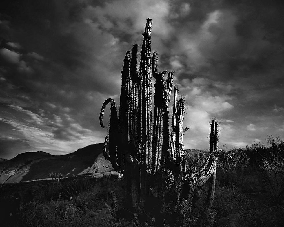 Большой кактус