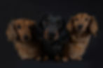 pawtrait-ireland-4995_edited.jpg