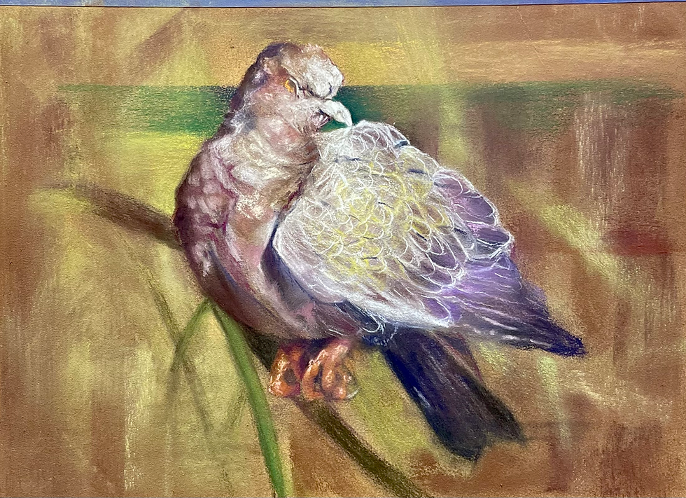 Picazuro Pigeon