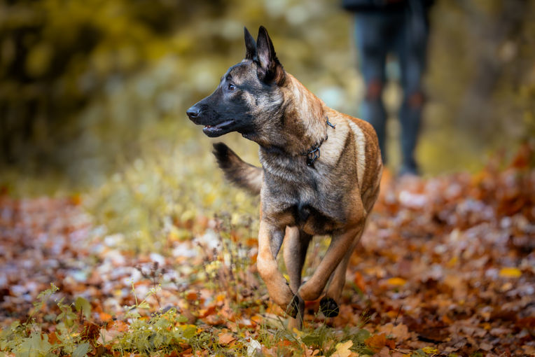Hundefotograf Regenstauf Regensburg Action Shooting Outdoor
