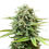 Thumbnail: Cinderella Jack X Lemon Kix - Auto - Feminized - 3 seeds