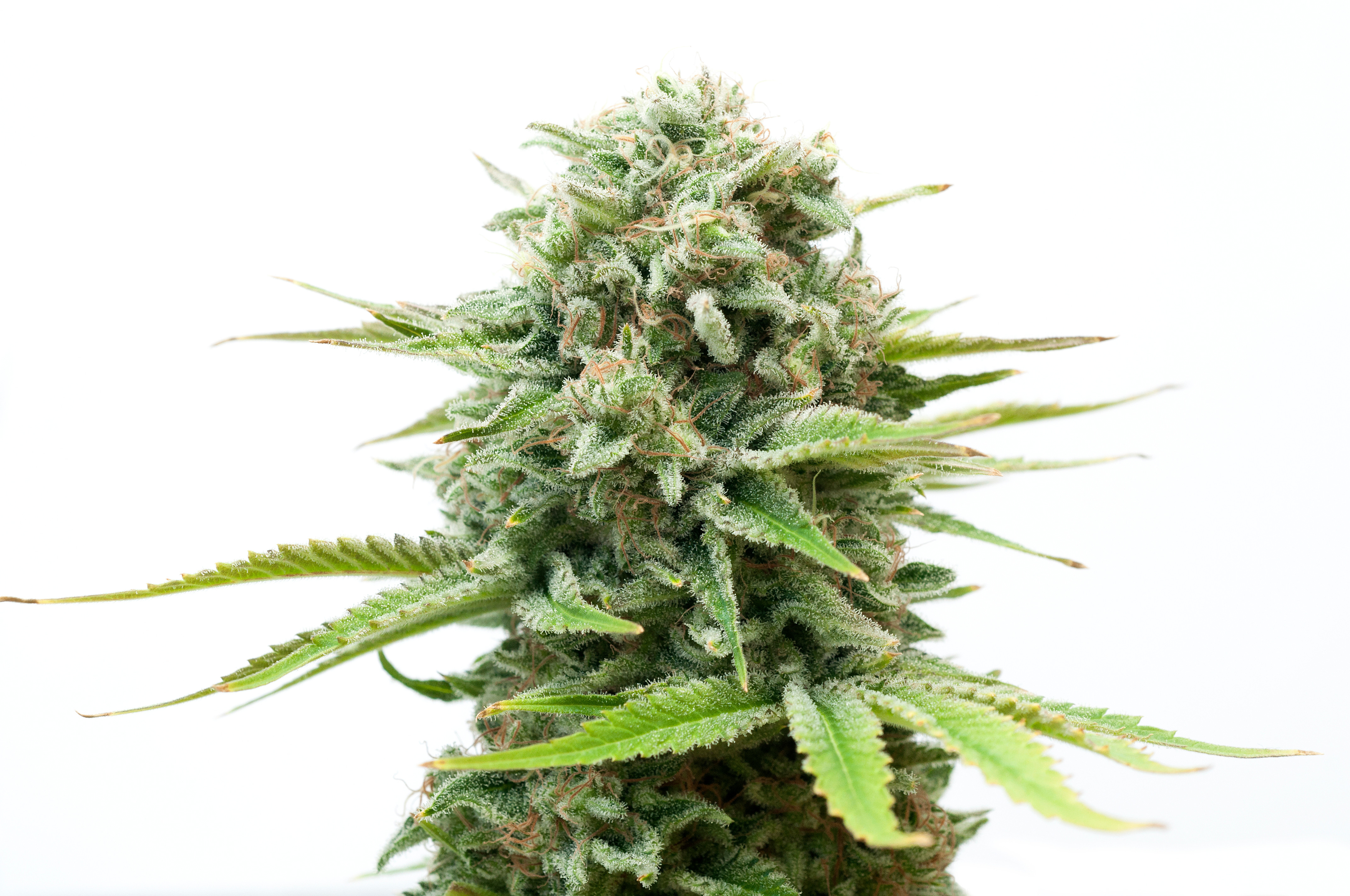 Cinderella Jack X Lemon Kix - Auto - Feminized - 3 seeds