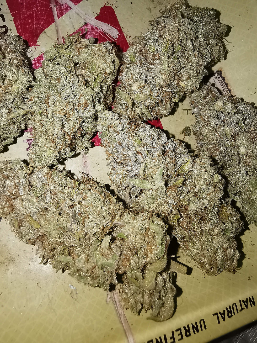 Thumbnail: Gorilla Glue #4 X Sherbet - Feminized 3 seeds