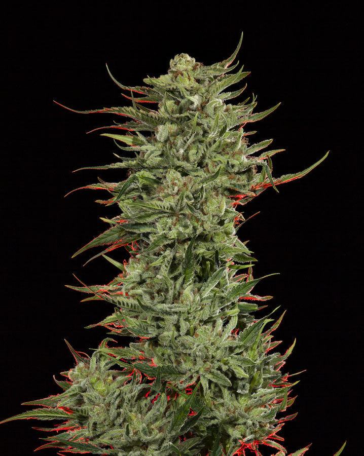 Thumbnail: Strawberry Banana - Feminized 3 seeds
