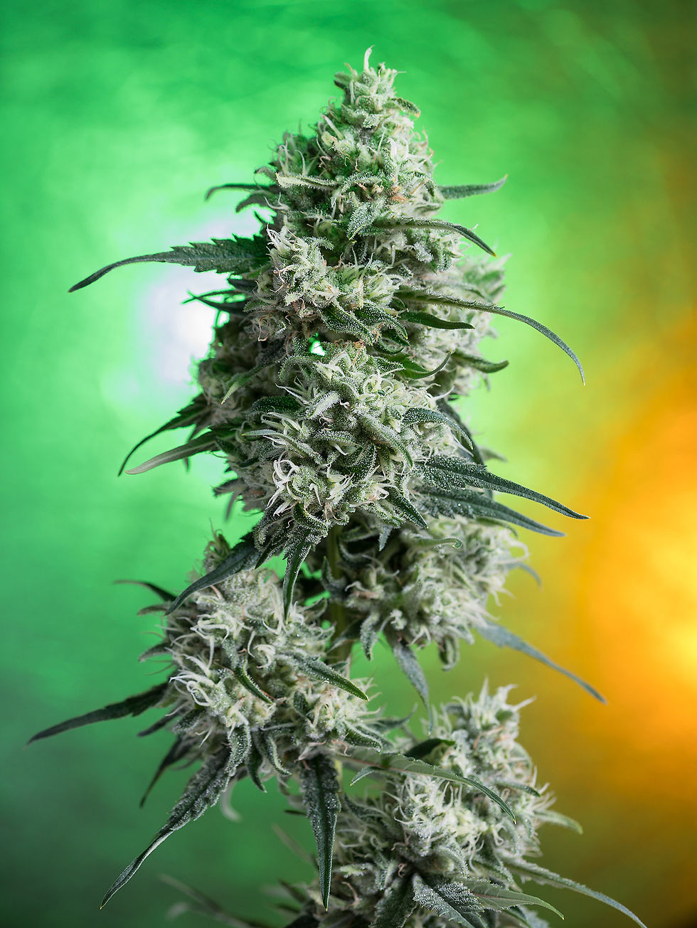 Durban Poison - Feminized 3 seeds