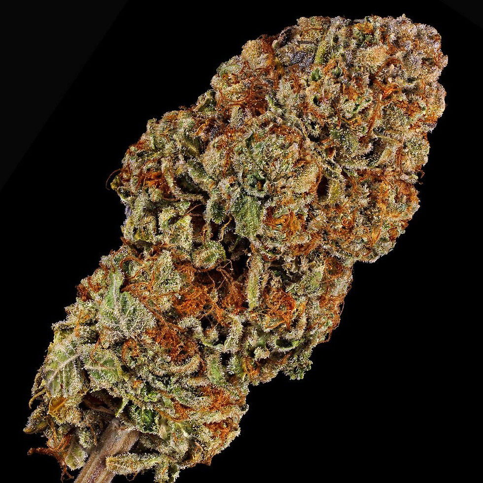 Thumbnail: Biscotti x Mintz - Feminized 3 seeds