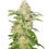Thumbnail: TNT Trichome - Feminized 3 seeds