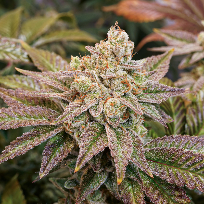 Gorilla Glue #4 X Sherbet - Feminized 3 seeds