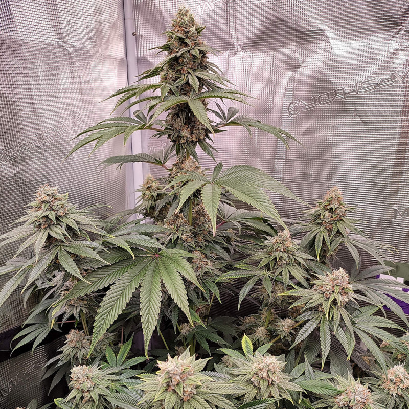 Thumbnail: Gorilla Glue #4 X Sherbet - Feminized 3 seeds