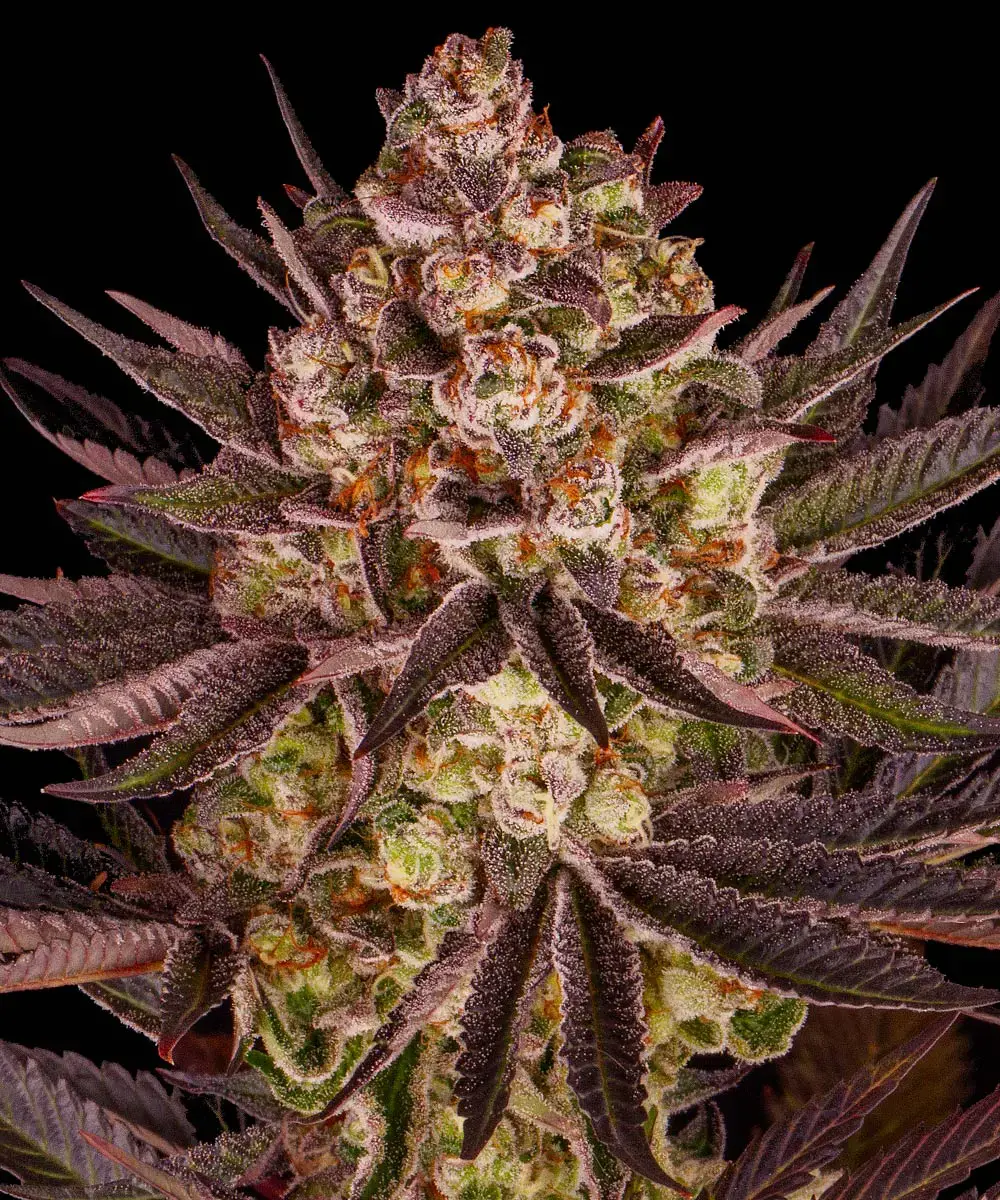 Biscotti x Mintz - Feminized 3 seeds