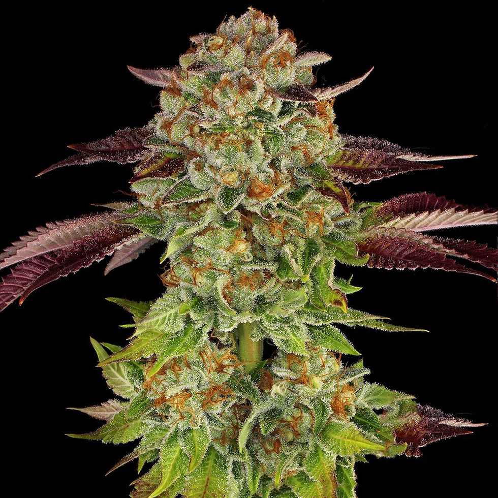 Thumbnail: Biscotti x Mintz - Feminized 3 seeds