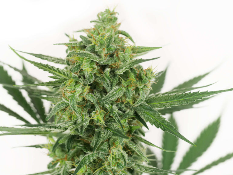 Thumbnail: Sensi Skunk Auto - Feminized 3 seeds
