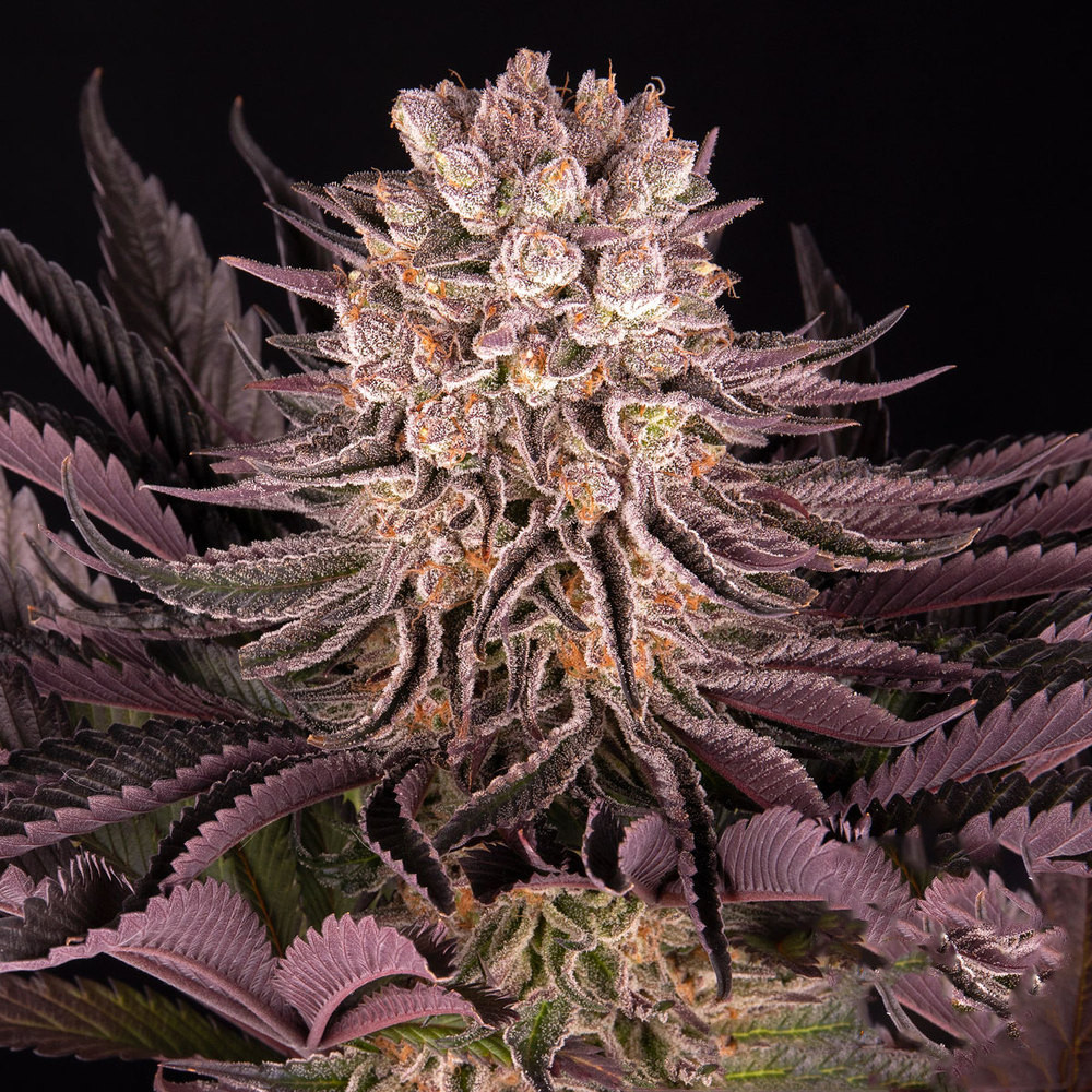 Mimosa X Orange Punch - Feminized 3 seeds