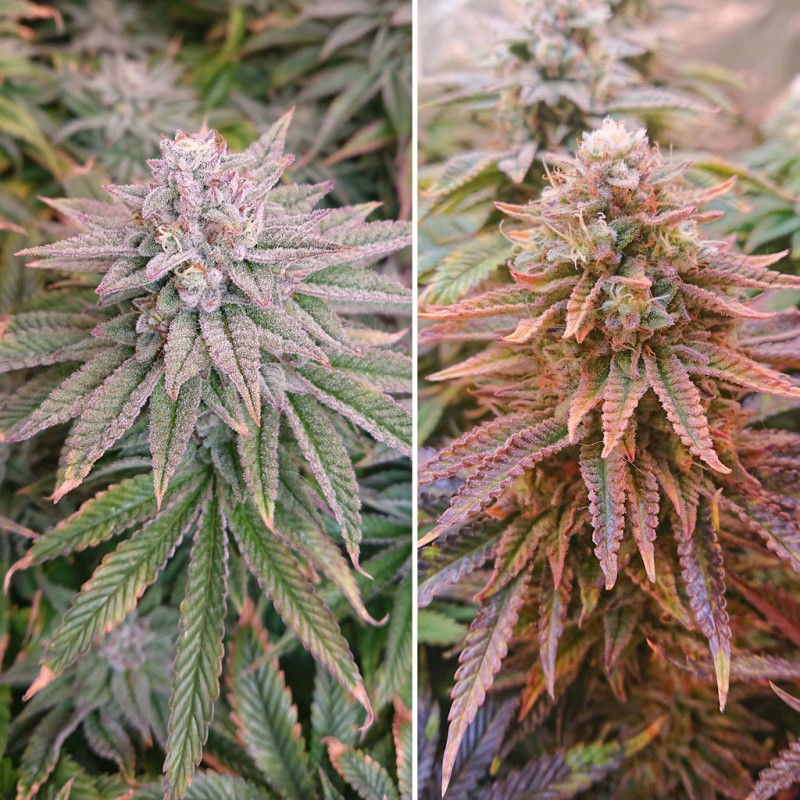 Thumbnail: Gorilla Glue #4 X Sherbet - Feminized 3 seeds