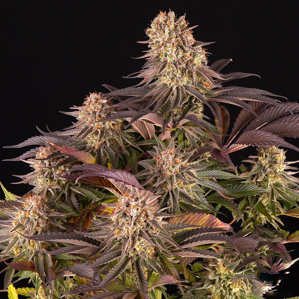 Thumbnail: Mimosa X Orange Punch - Feminized 3 seeds