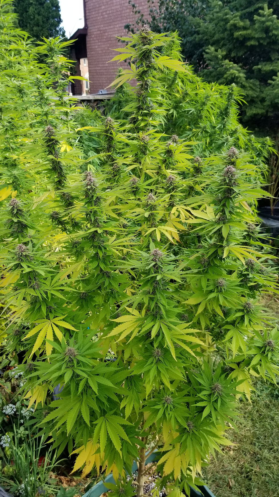Thumbnail: Purple Gorilla #2 - Feminized 3 seeds
