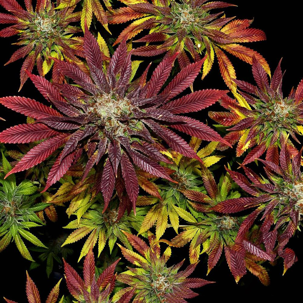 Thumbnail: Biscotti x Mintz - Feminized 3 seeds