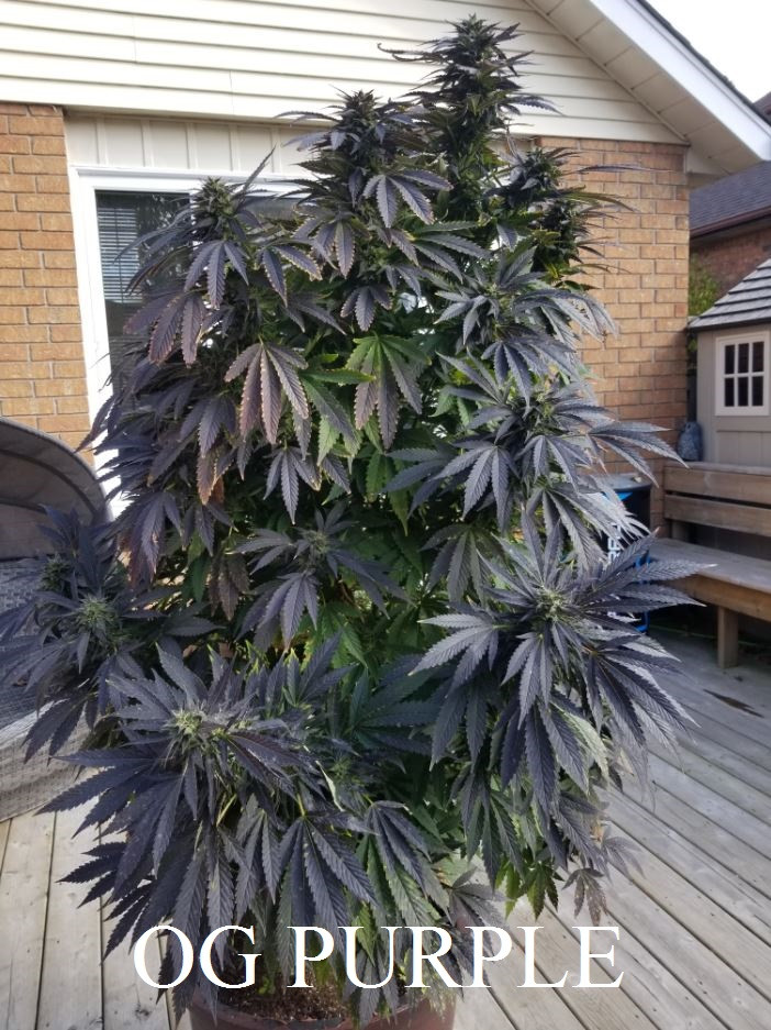 Thumbnail: OG Purple - Feminized 3 seeds