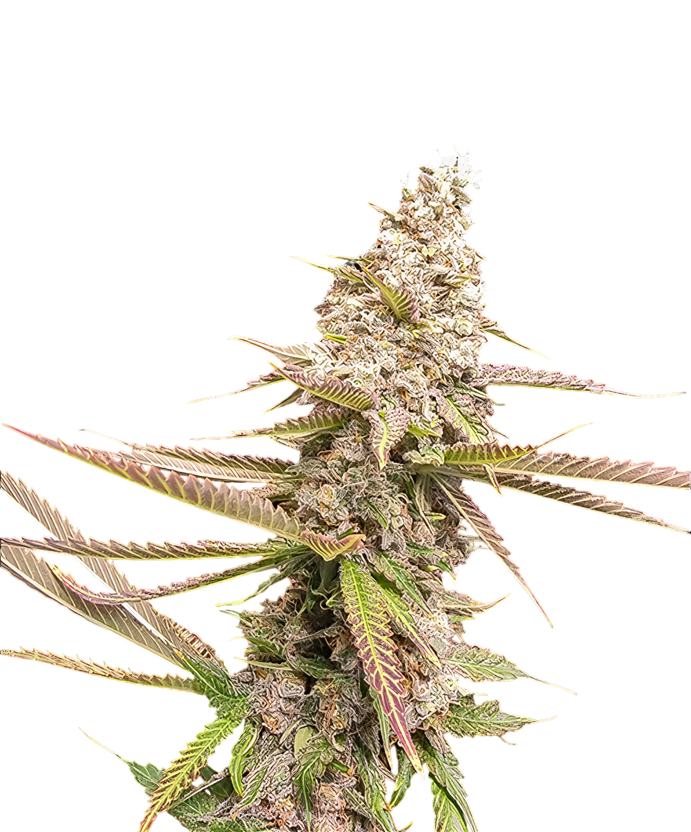 Strawberry Cookies - Feminized 3 seeds