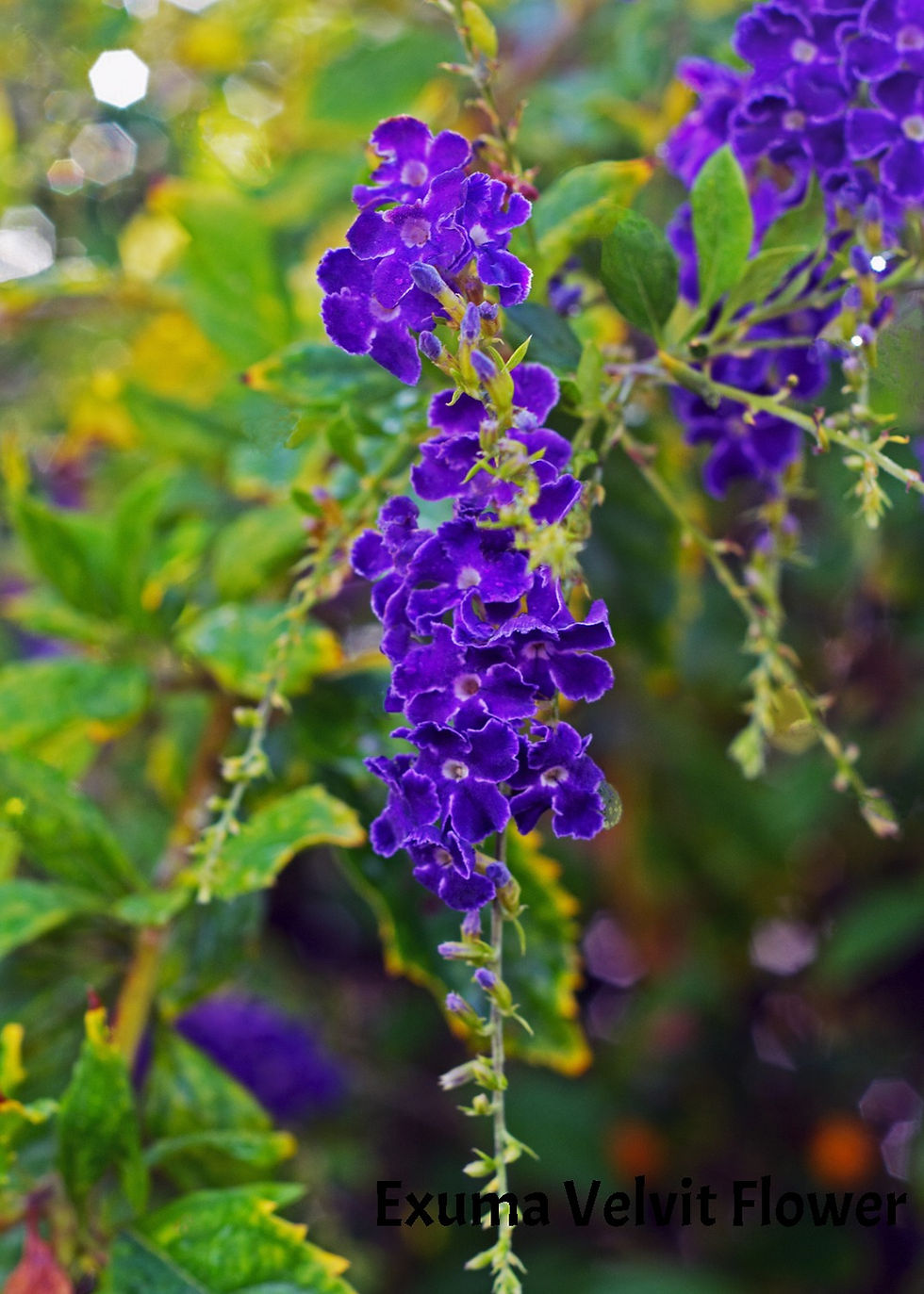 Exuma Violet flowering Tree_DSC_3565
