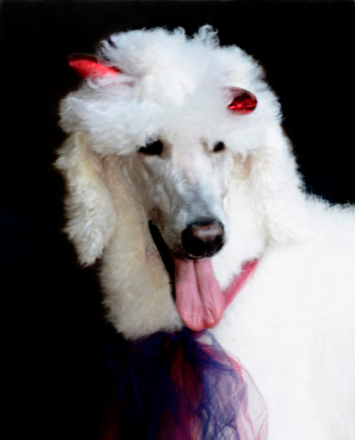 POODLE DRAG QUEEN