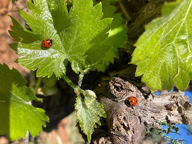 coccinelle_edited.jpg
